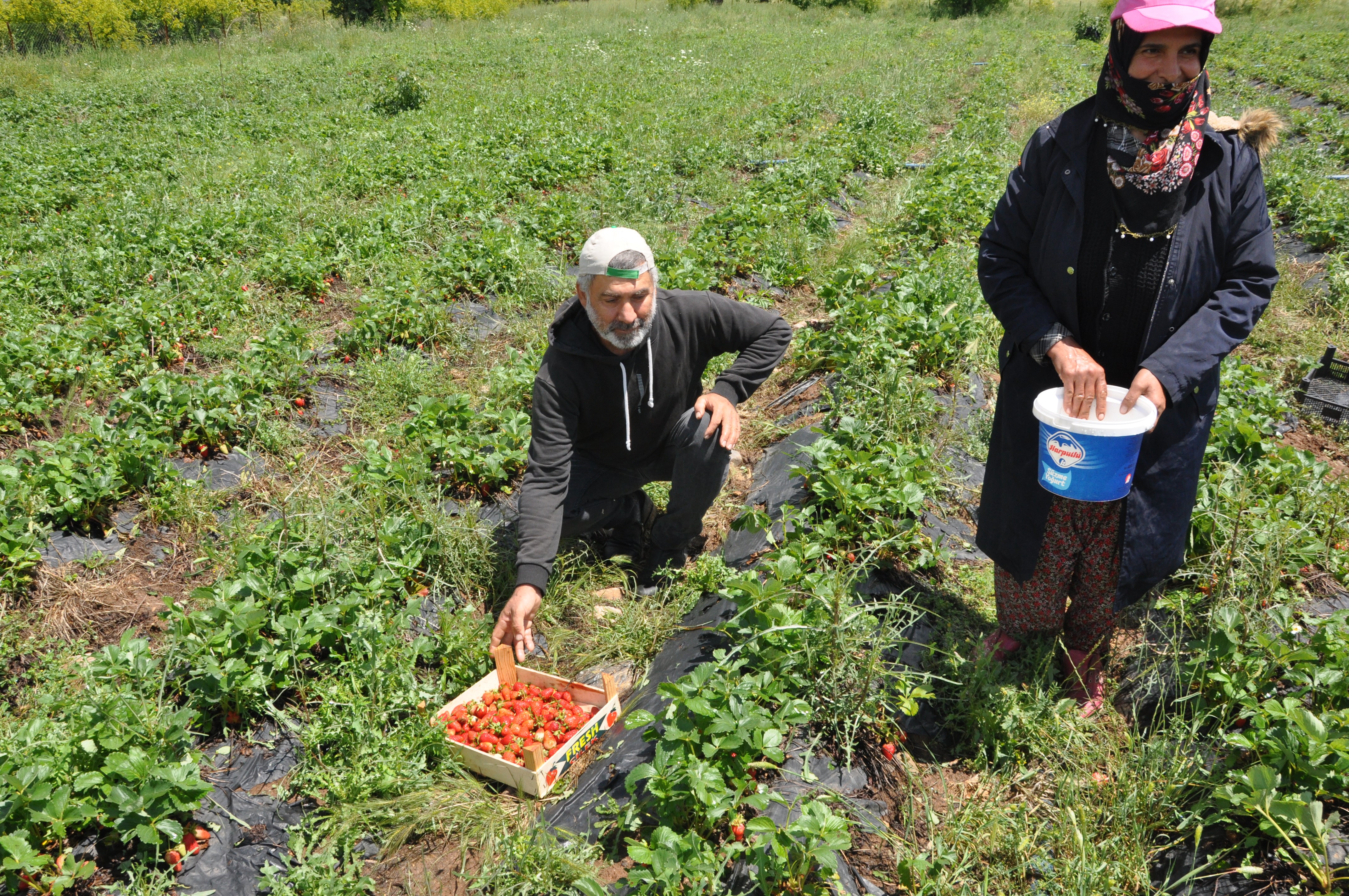 Sason'da Devlet Destekli Çilek Bahçeleri İstihdamı Artırıyor