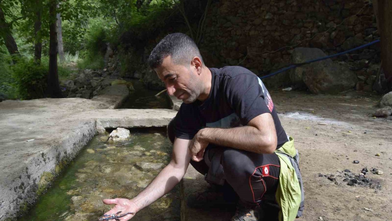 Dicle’de ’sarı benekli’ semender görüldü