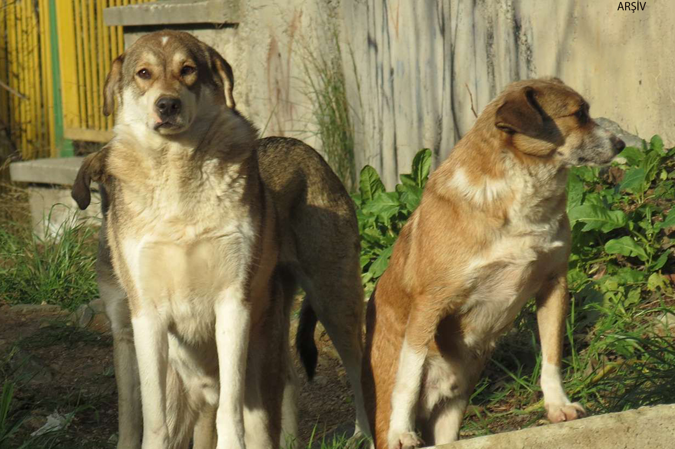 Diyarbakır'da 8 yaşındaki çocuk köpeklerin saldırısına uğradı