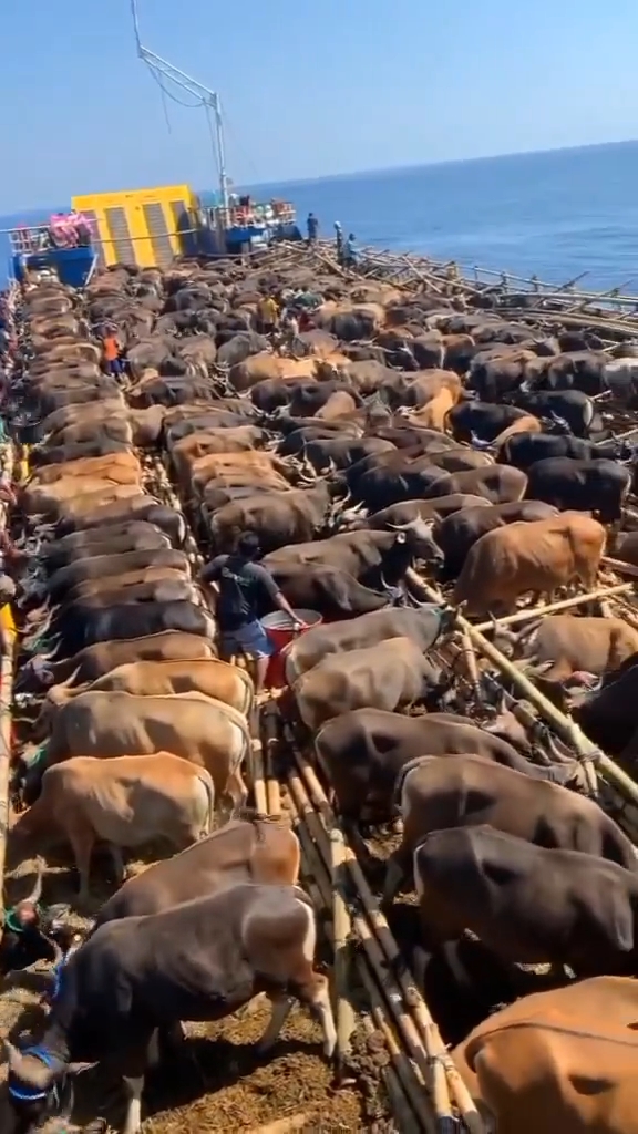 Avrupa'nın Kurbanlık Hayvan İhracatı Türkiye Pazarına Canlılık Getirecek