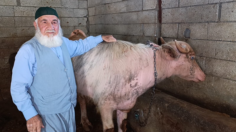 Diyarbakır'da "Beyaz Manda" Görenleri Şaşırttı