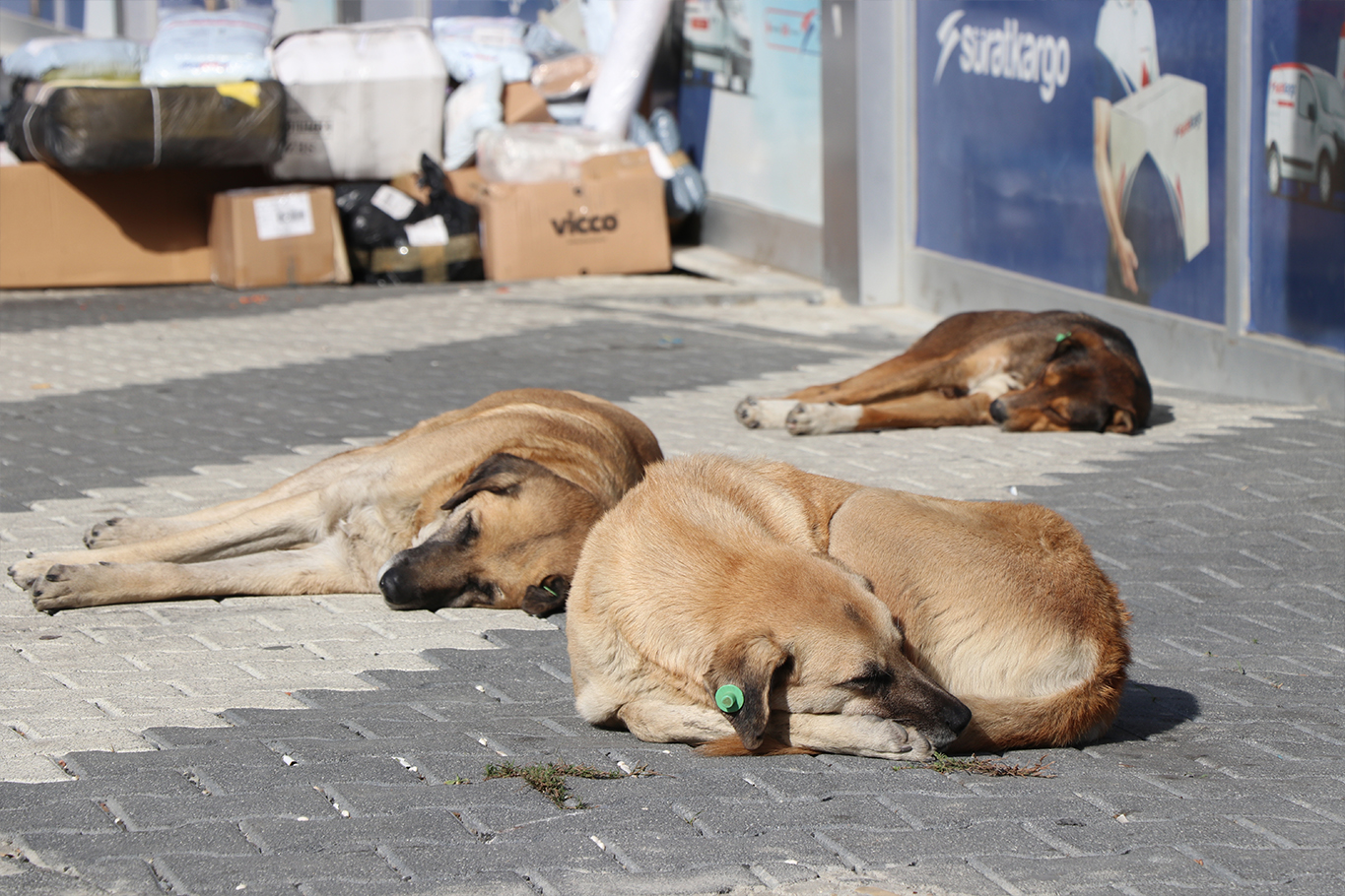 Ankara'ya "hasta köpek" getirenler yakalandı