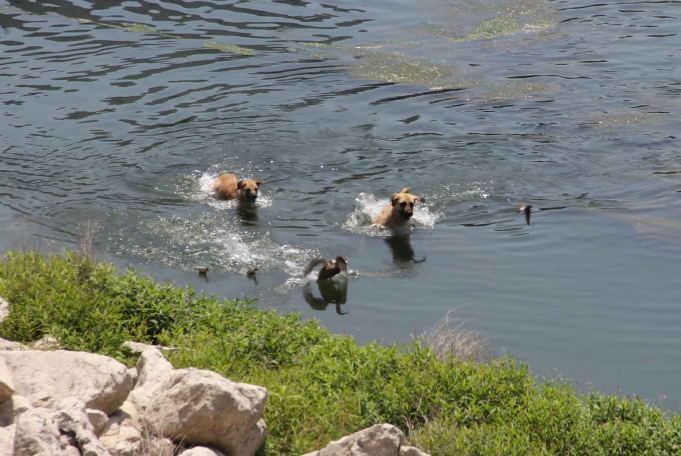 Başıboş köpekler suda yaşayan canlılara da saldırmaya başladı