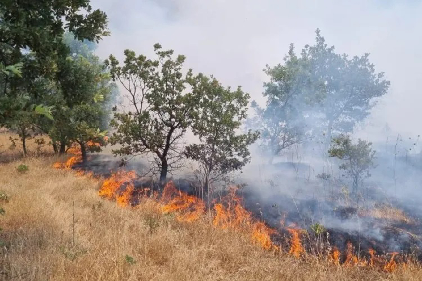 Manisa'da orman yangını 