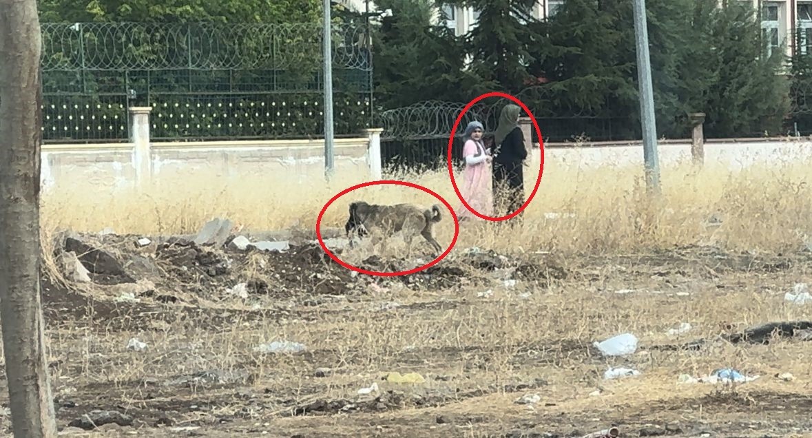 Diyarbakır’da başıboş sokak köpeklerinin vahşeti