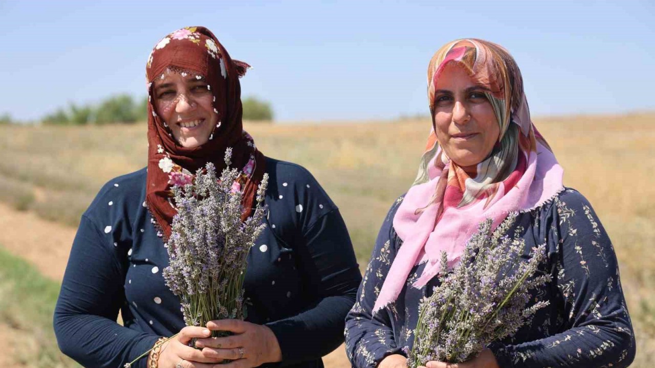 Sırt sırta verdiler, lavanta bahçesi kurdular