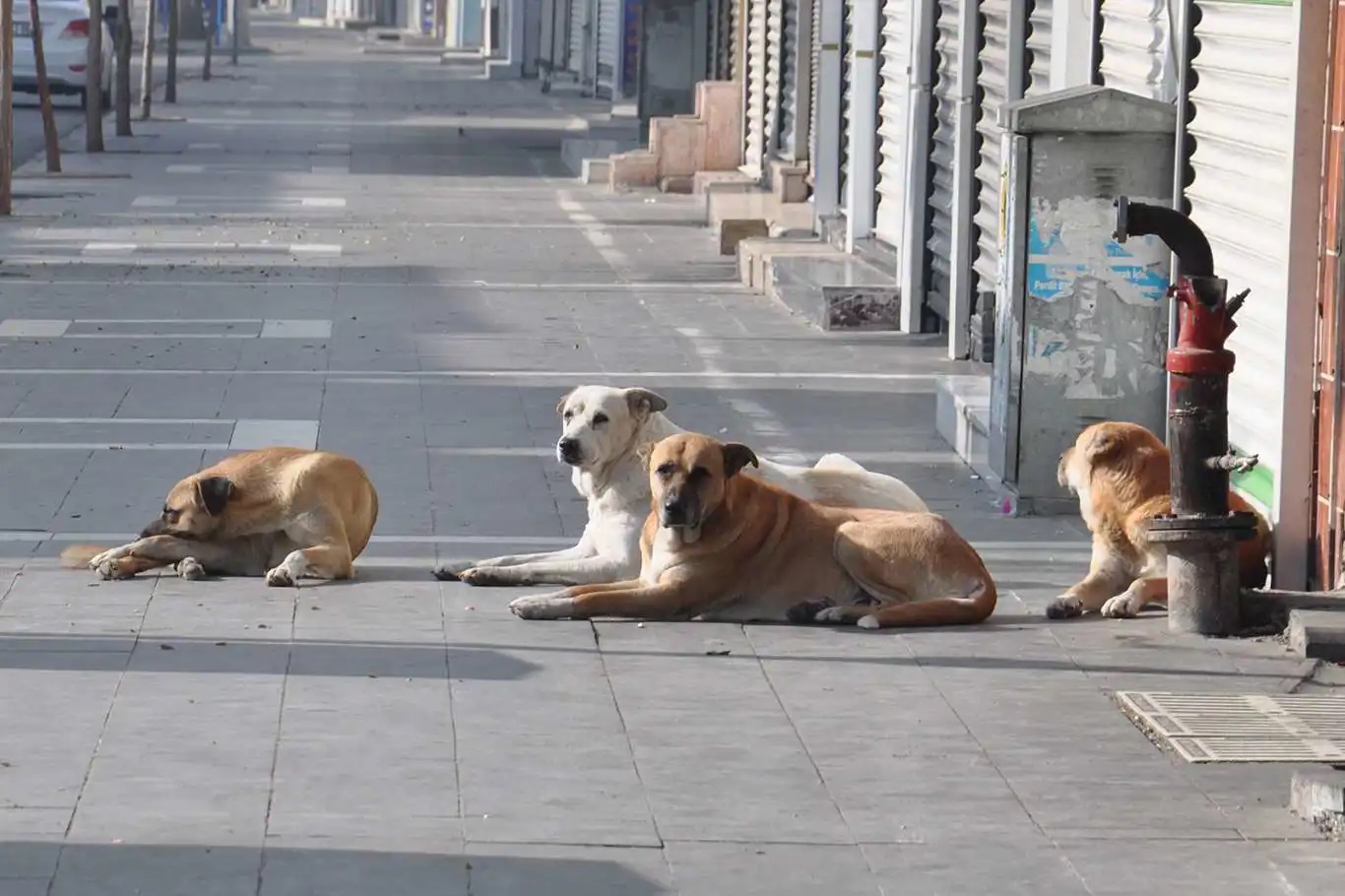 Başıboş köpeklere yönelik kanun teklifi kabul edildi