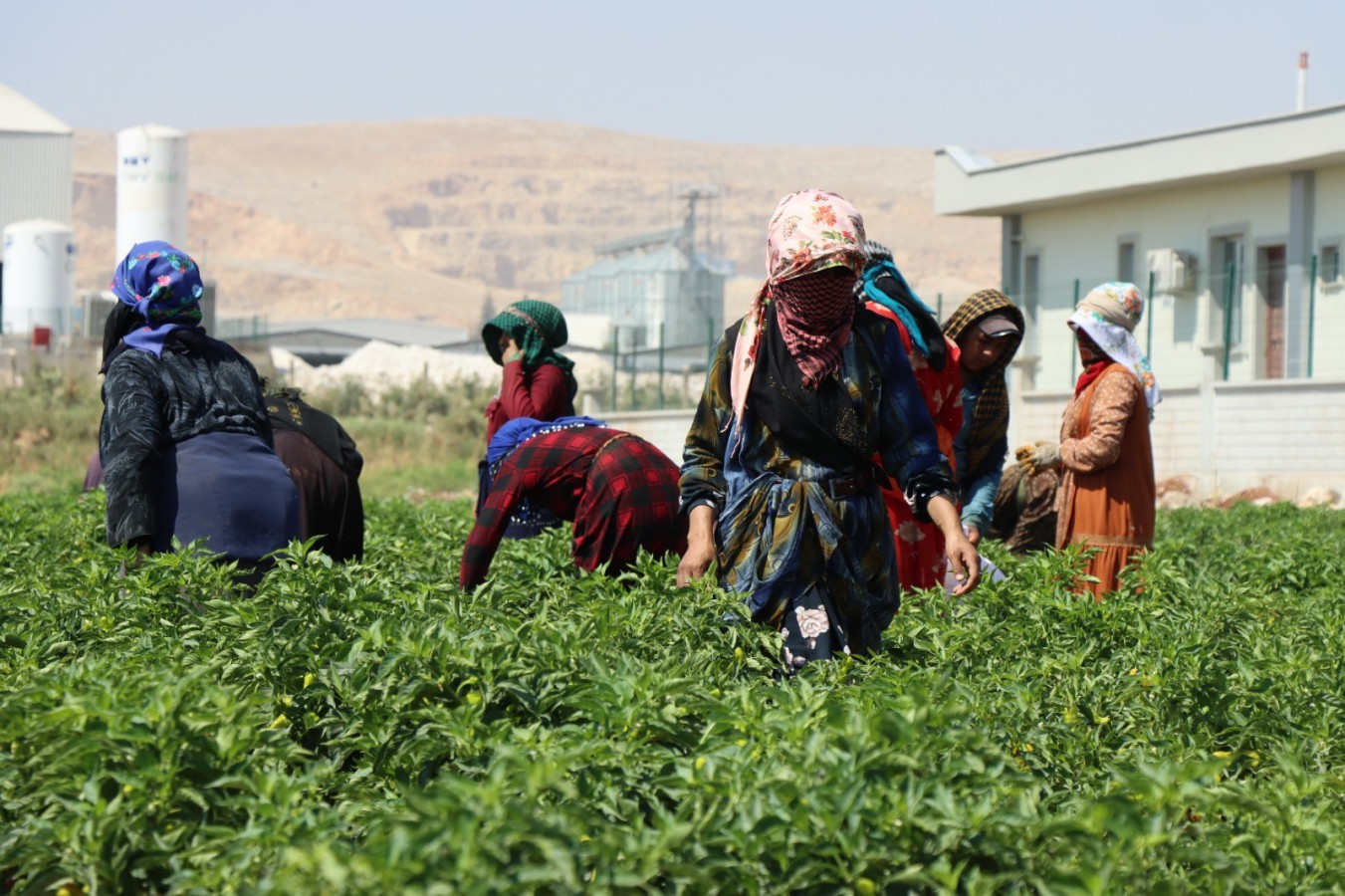 Şanlıurfa’da Biber Hasadı Başladı