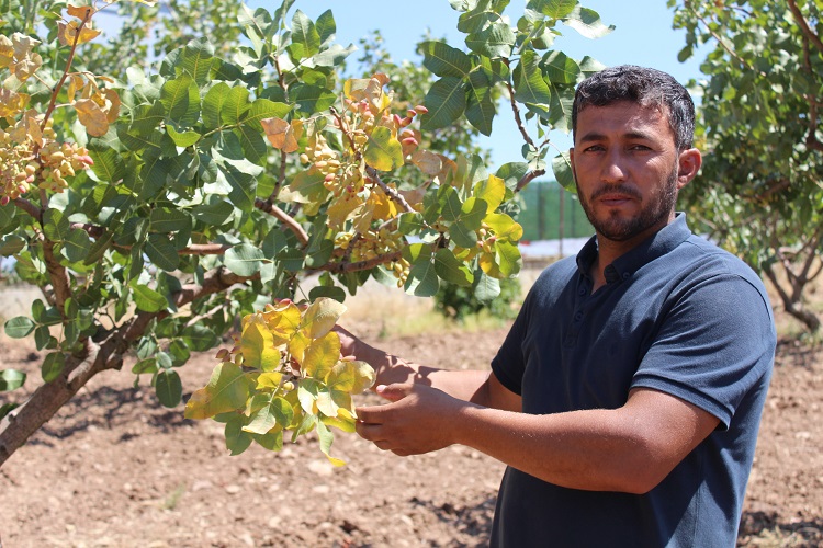 Siirt'te iklim değişikliği sebebiyle fıstık rekoltesinde düşüş bekleniyor