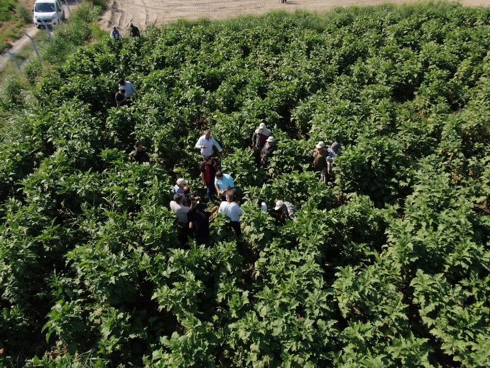 Tescilli Birecik patlıcanında hasat başladı