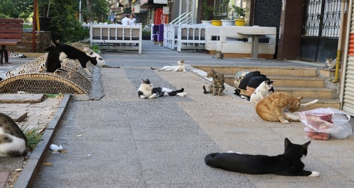 Diyarbakır Sıcaklarında Kedilere Şefkatli Yardım Eli