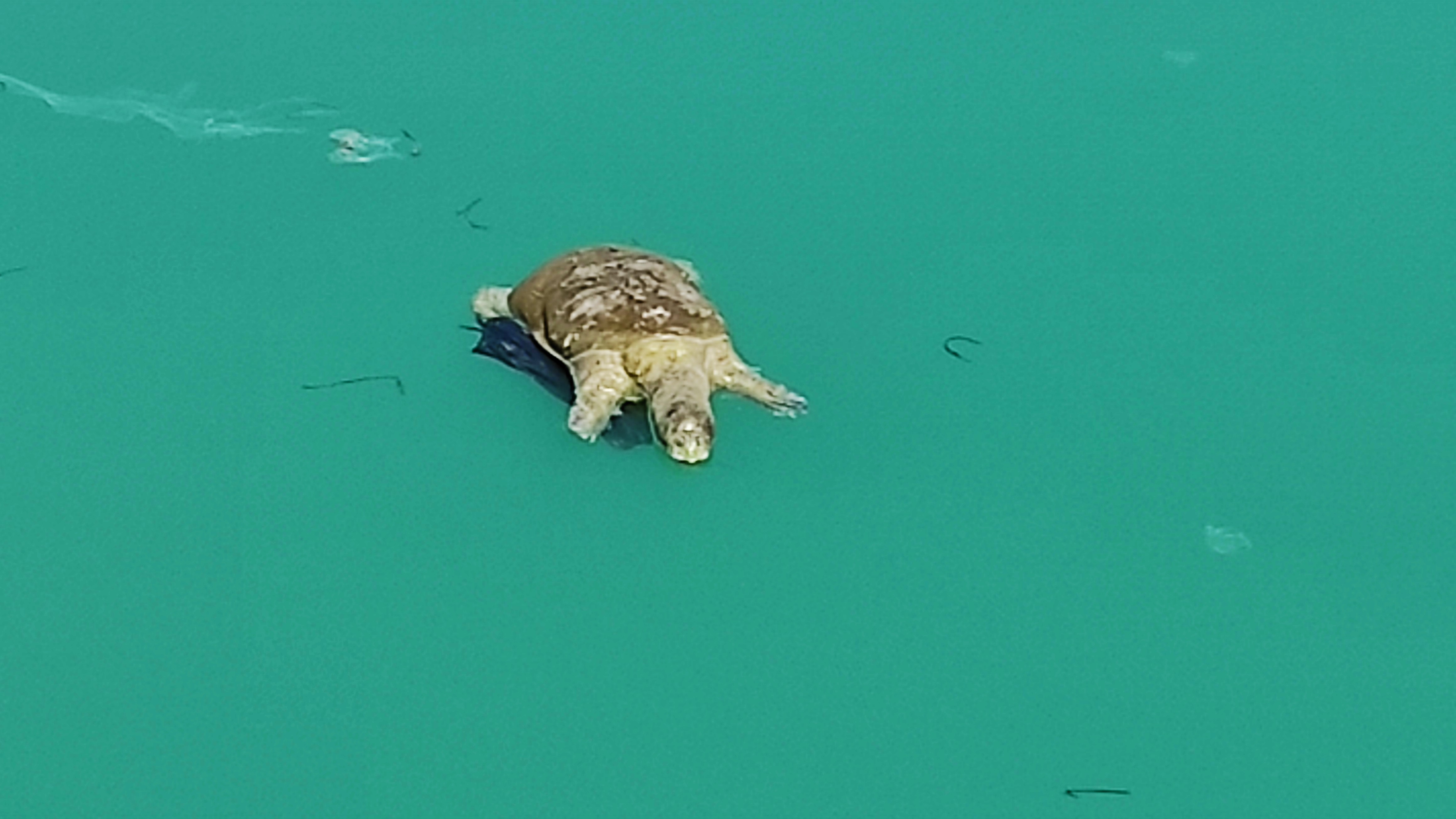 Sulama kanalında görülen dev kaplumbağa