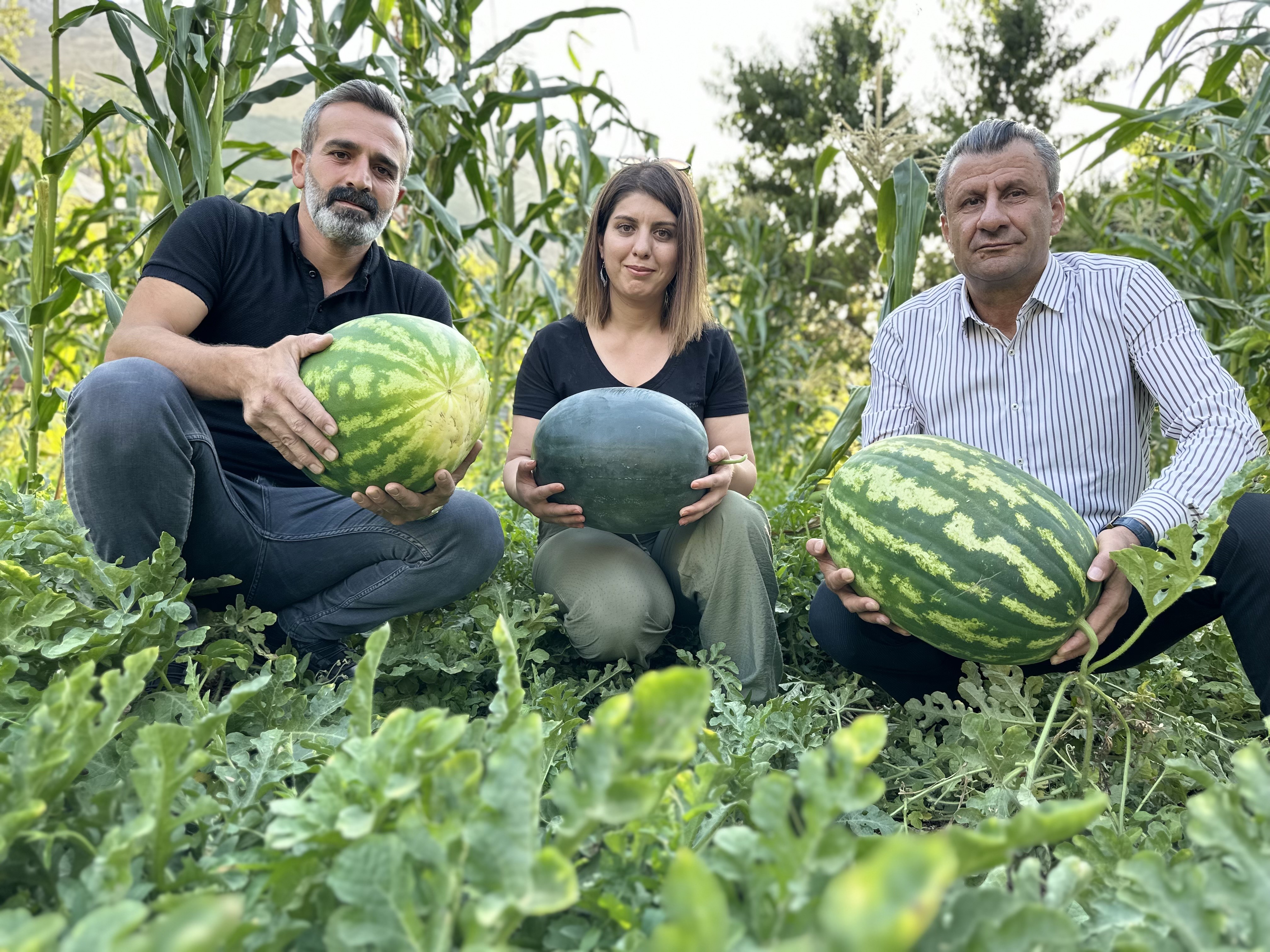 Yetiştirdiği karpuzlar 20 kiloya ulaştı