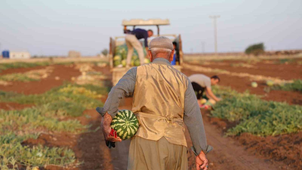 Diyarbakır karpuzunda hasat sürüyor