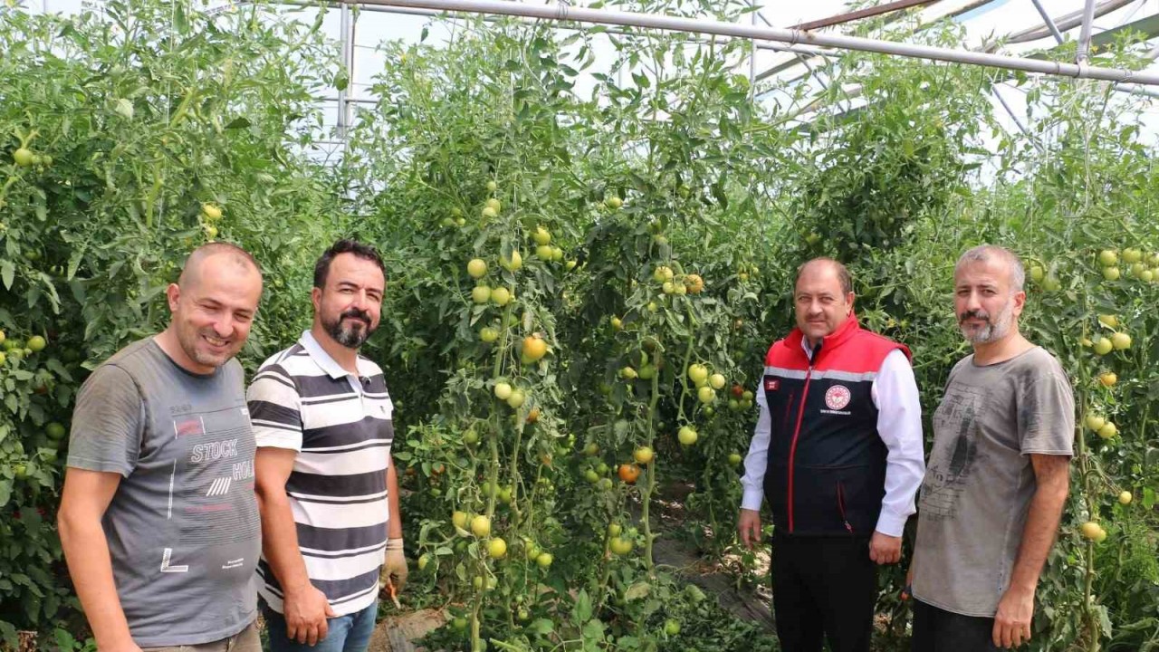 Erzincan, domates ve salatalıkta bölgeyi besliyor