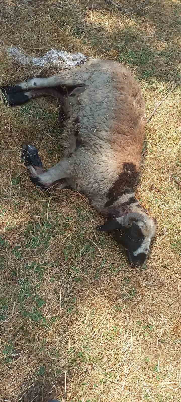 Kulp ilçesinde başıboş sokak köpekleri 19 koyunu telef etti