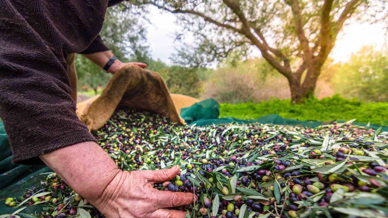 Sofralık zeytin ihracatı 200 milyon dolara koşuyor