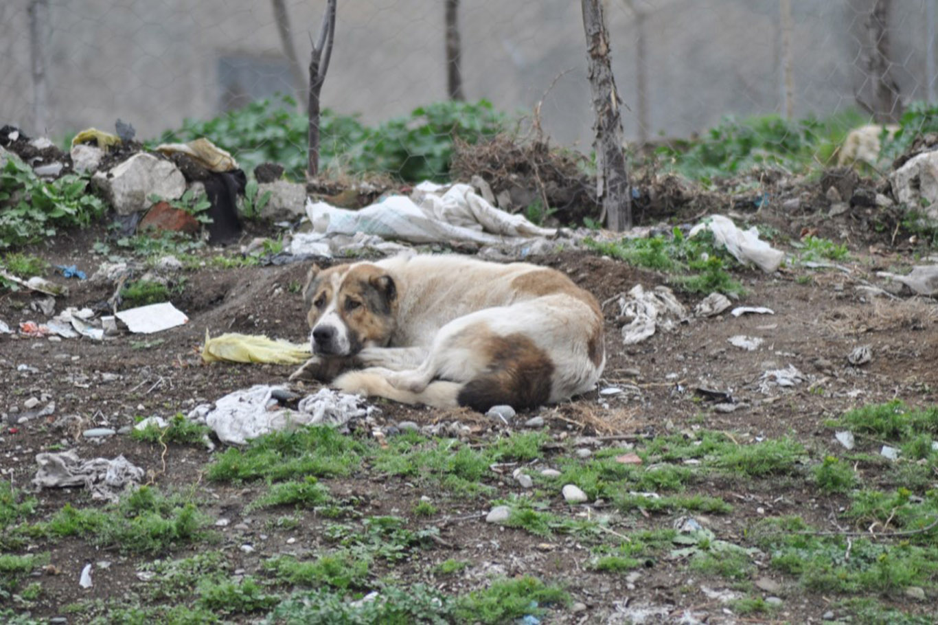 Başıboş köpekler kız çocuğunu yaraladı