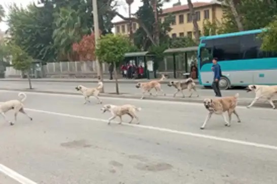 Başıboş köpeklere ilişkin düzenleme Resmi Gazete'de