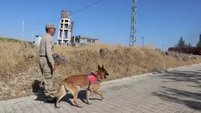 Kayıp Narin için iz takip köpekleri devrede!