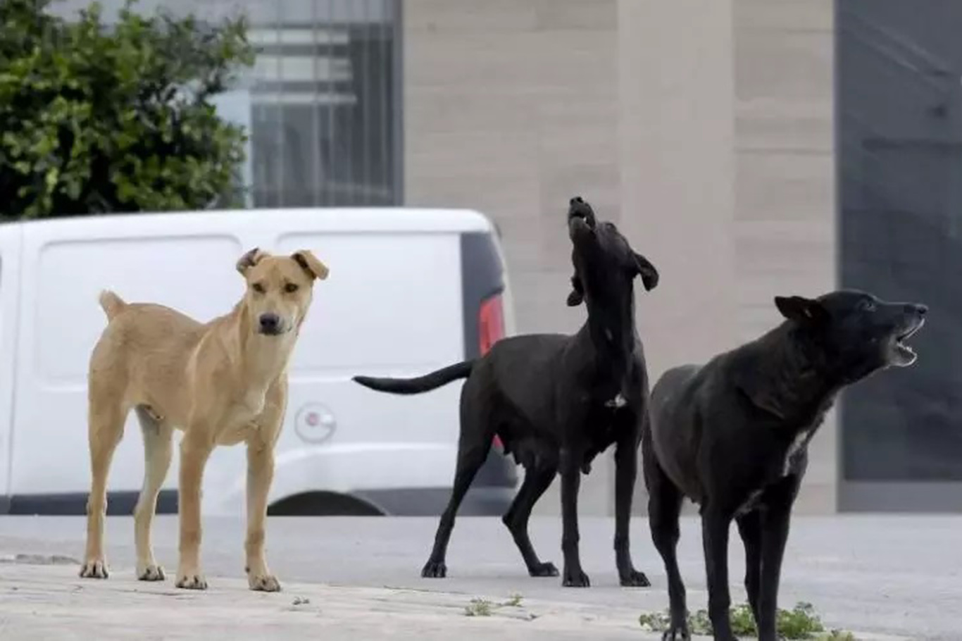 Tunus'ta kuduz vakaları nedeniyle 9 kişi hayatını kaybetti