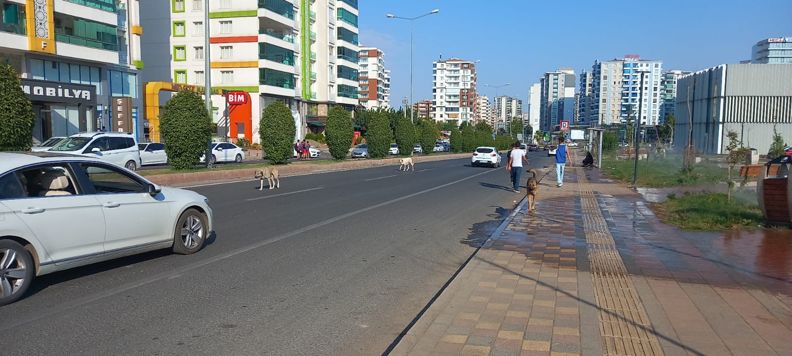 Başıboş Köpekler Trafiği Tehlikeye Düşürüyor