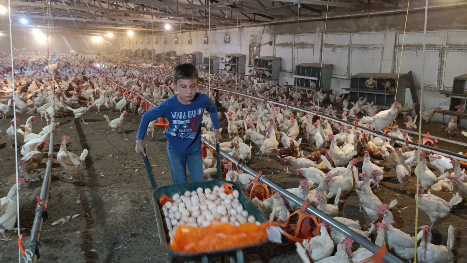 Diyarbakır'da 10 Bin Kapasiteli Tavuk Çiftliği!