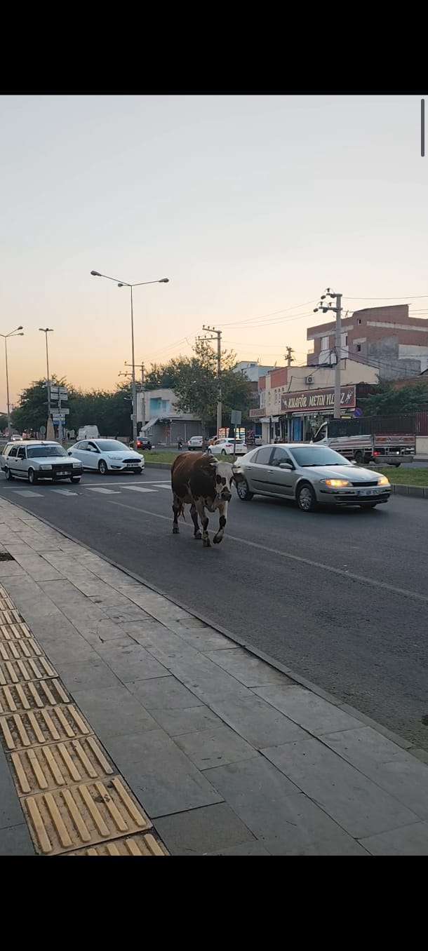 Bağlar’da Sürpriz Yaya: İnek Geçişi Durdurdu