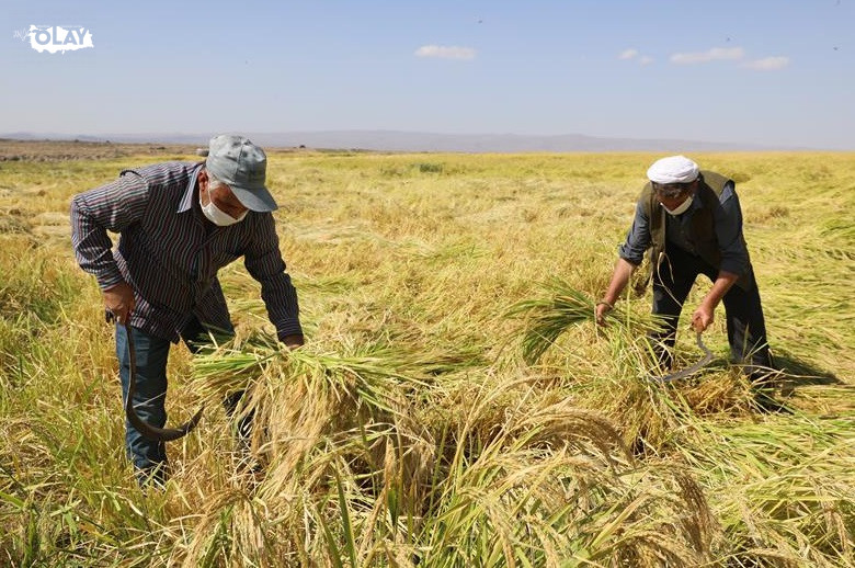 Diyarbakır Karacadağ Pirinci Hasat Sezonuna Girdi