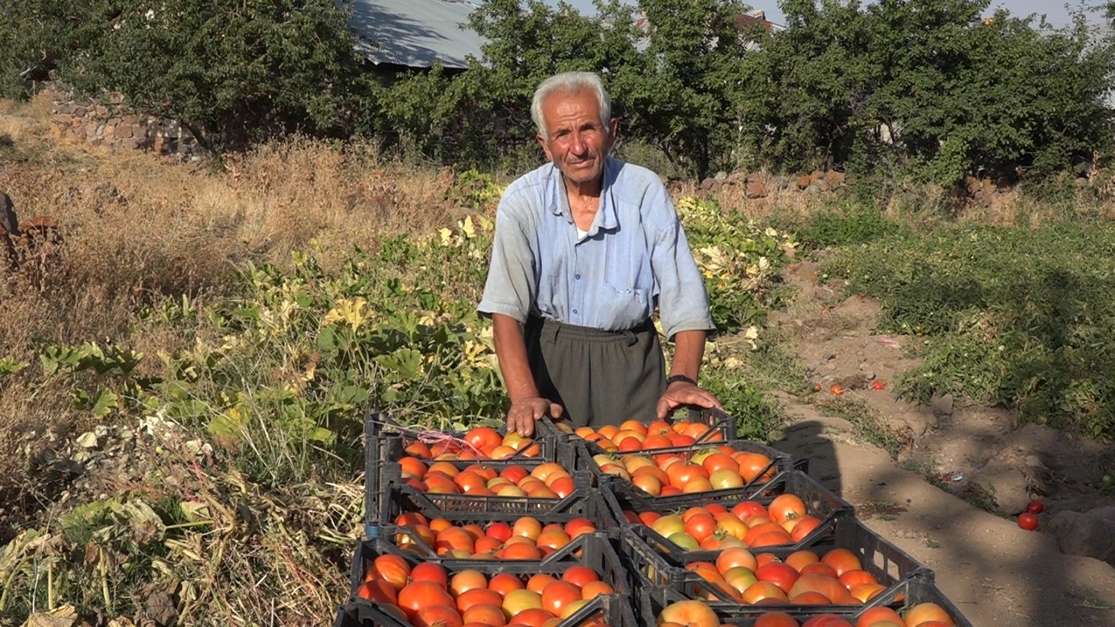 Ata tohumuyla yıllardır domates yetiştiriyor