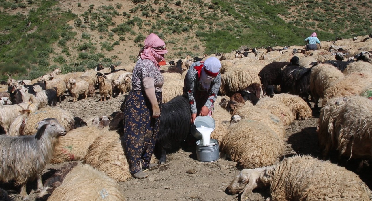 Kışlık süt mesaisi