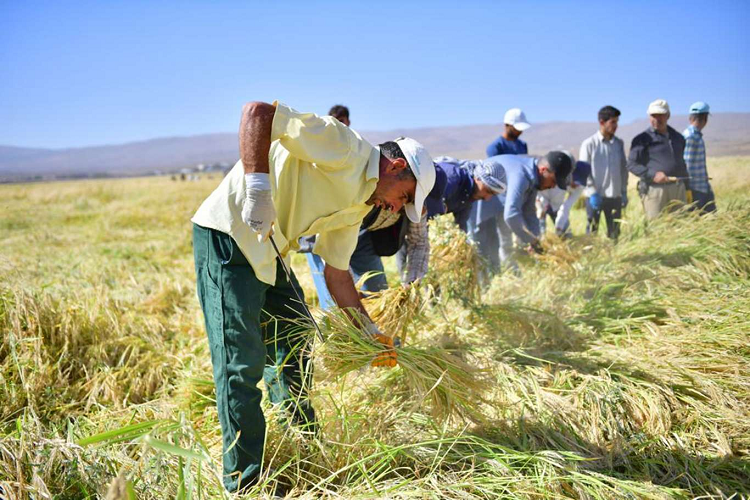 Sadece Diyarbakır'da yetiştiriliyor