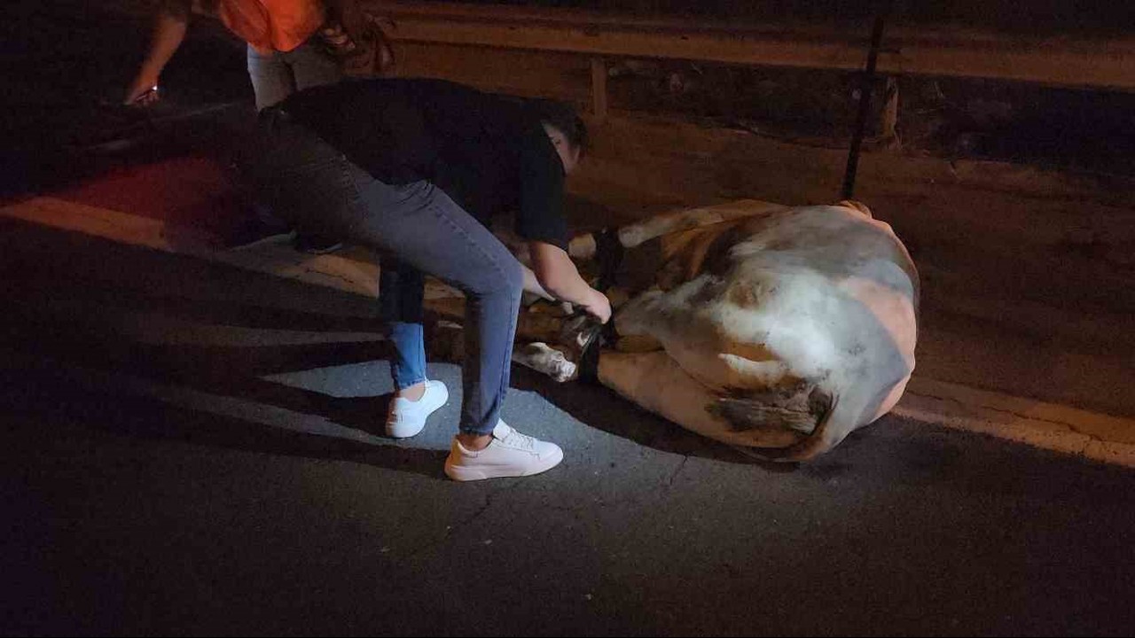 Tırdan kaçarak otoyolda trafiği durduran angus, iğneyle vurularak yakalandı