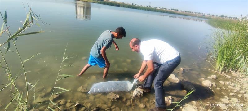 Diyarbakır’da 30 Su Kaynağına 2 Milyon Yavru Sazan Bırakıldı (2)