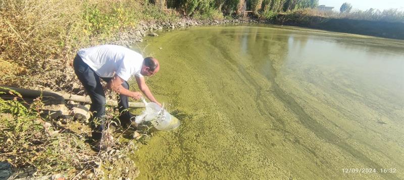 Diyarbakır’da 30 Su Kaynağına 2 Milyon Yavru Sazan Bırakıldı (4)