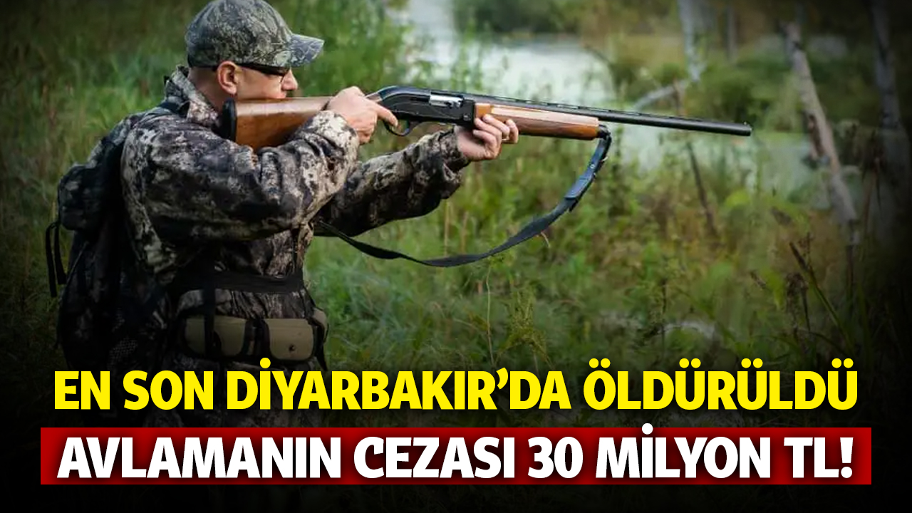 En son Diyarbakır'da öldürüldü, avlamanın cezası 30 milyon!