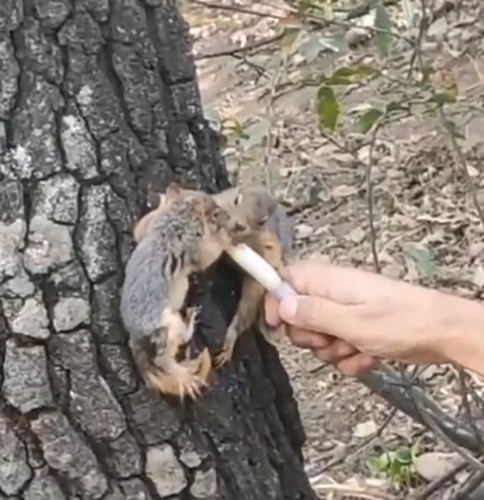 Kesilen ağaçta bulunan yavru sincapları şırınga ile beslediler