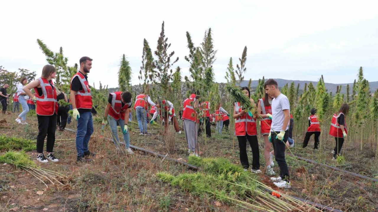 Amasya Üniversitesi kenevir üretimine başladı, hasada öğrenciler de katıldı