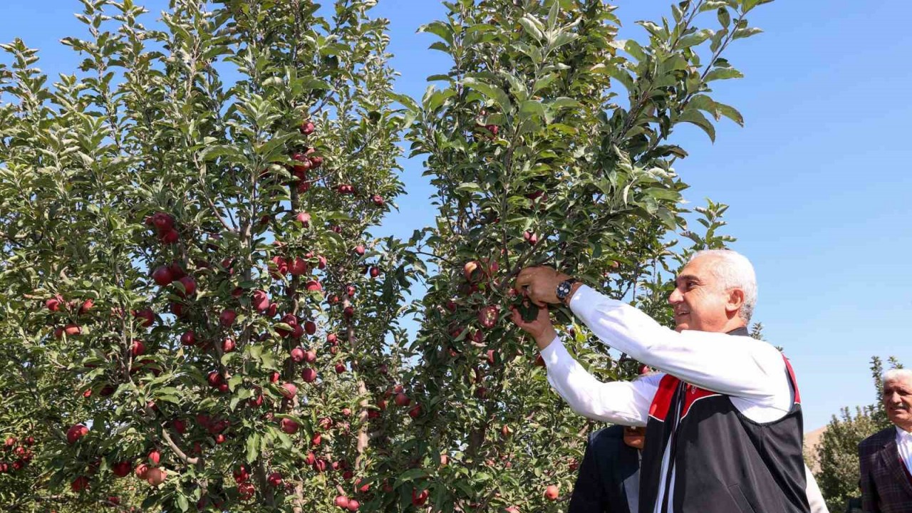 Muş’ta elma hasadına başlandı