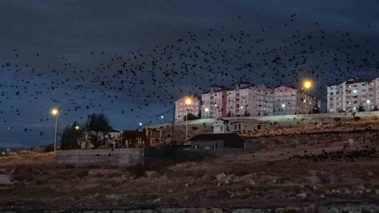 Van’da binlerce karga gökyüzünü kapladı