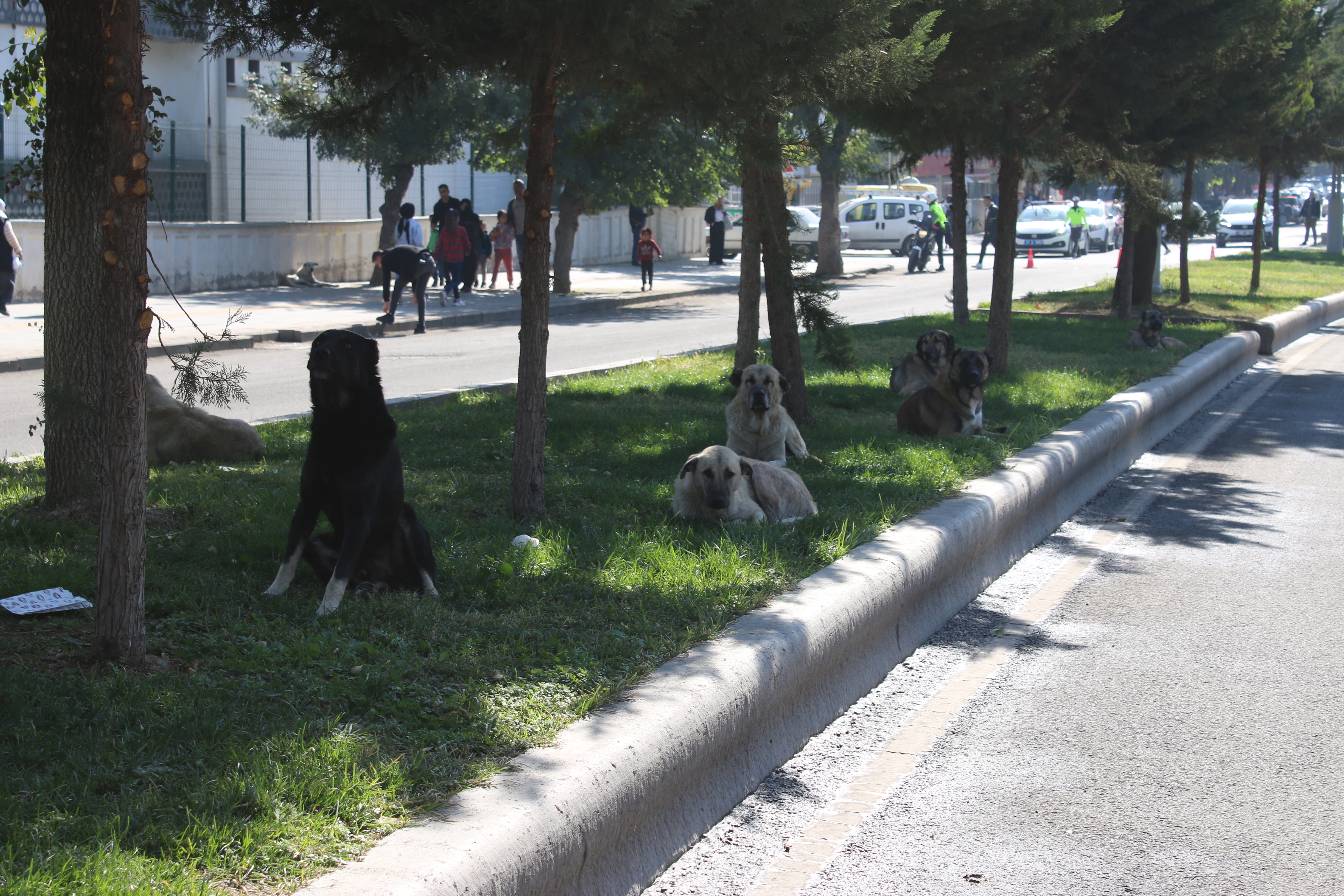 Diyarbakır'da Vatandaşlar Önlem Bekliyor! Çocuklara Saldırdılar (2)