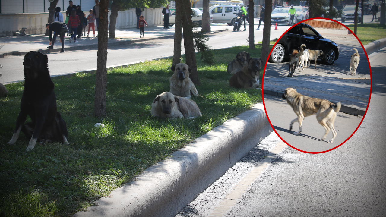 Diyarbakır'da vatandaşlar önlem bekliyor! Çocuklara saldırdılar