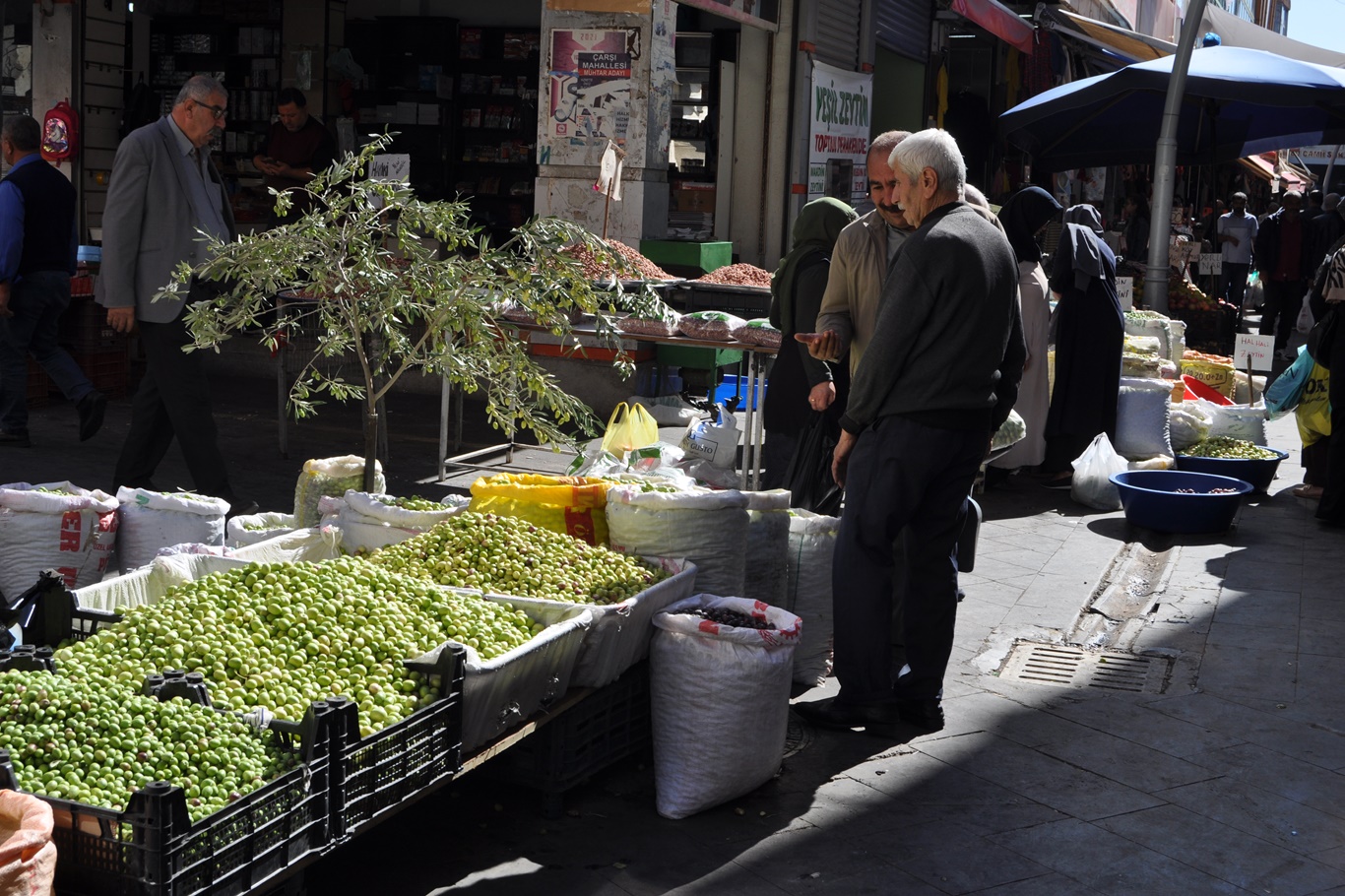 Kırma yeşil zeytin artık tezgâhlarda