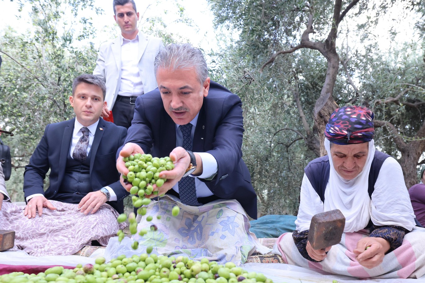 Mardin'de zeytin hasadına başlandı