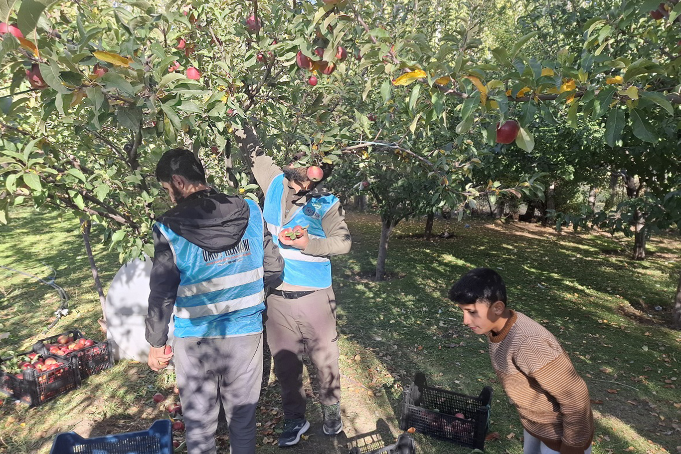 Tüm mahsulünü mazlum Gazze'ye bağışladı