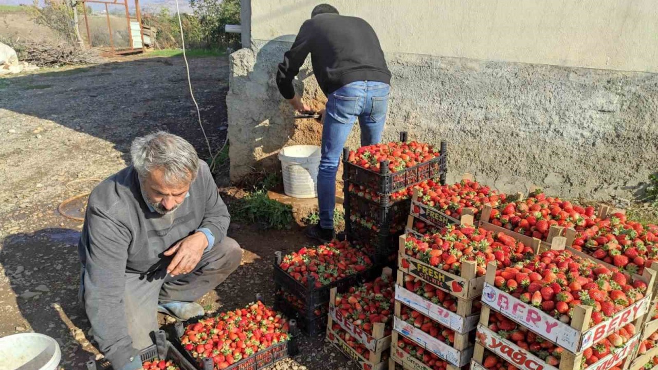 Organik çilekte son hasad