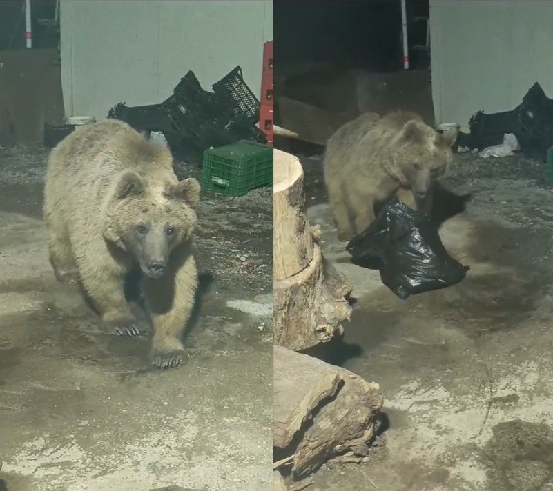 Ayı şantiyeyi bastı işçiler şaşırdı