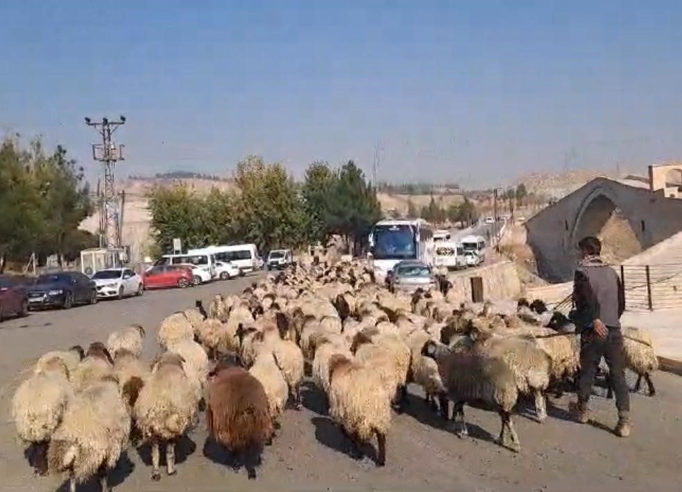 Kulp yaylalarında dönüş yolculuğu başladı