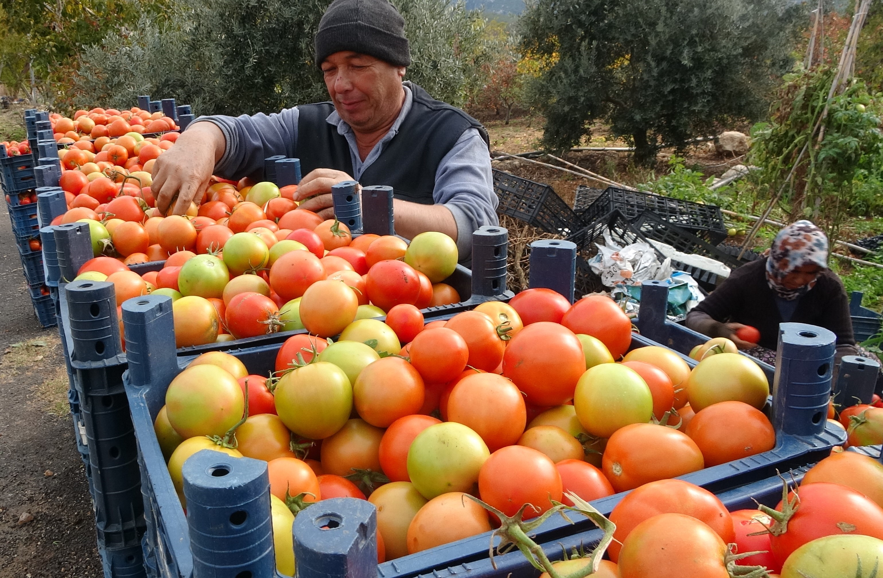 Üreticilerin yüzünü güldüren hasat