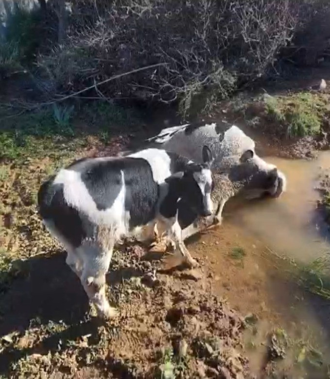 Çamura saplanarak derede mahsur kalan inek, iş makinesiyle kurtarıldı